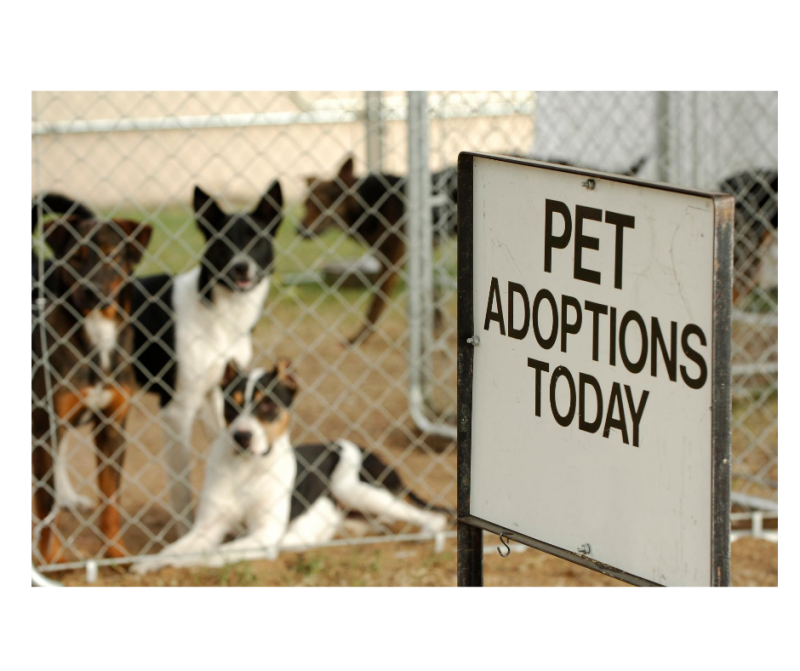 Adopt-a-pet